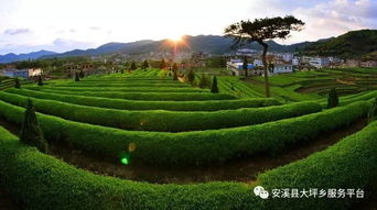 福州茶园旅游攻略作文