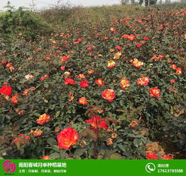 福州看月季基地哪里好玩