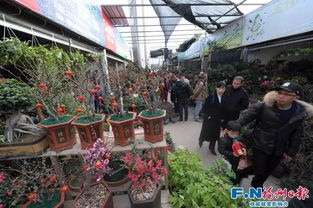 福州花卉市场攻略图