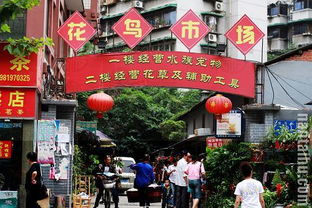 福州花鸟市场成都攻略
