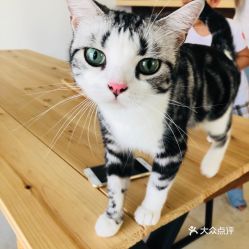 福州猫咪市场哪里好玩点