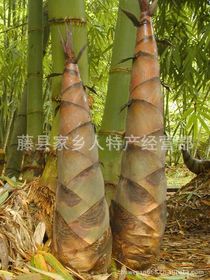 福州特产竹鞭