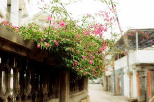 花市厦门旅游攻略