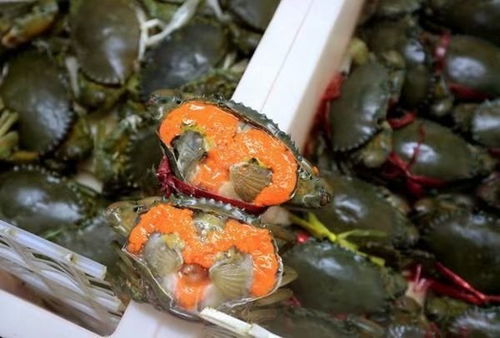 福州海鲜特产邮寄