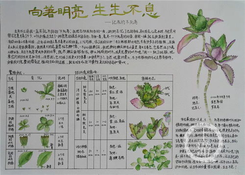 福州特产种子绘画教案