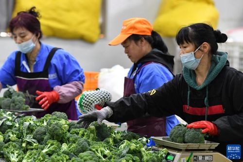福州特产果蔬净化