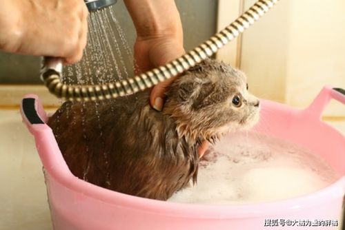 福州特产竹鼠品种介绍