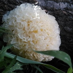 福州蘑菇特产有哪些品种