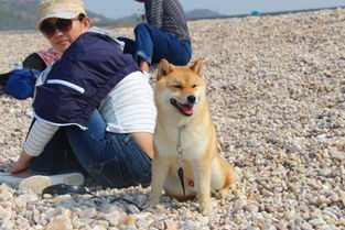 带柴犬去厦门旅游攻略