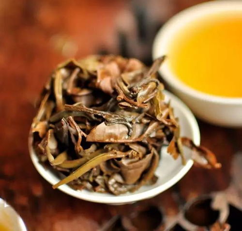 福州特产白茶是什么茶种