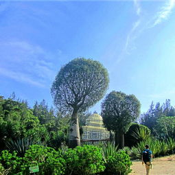 厦门旅游攻略植物园线路