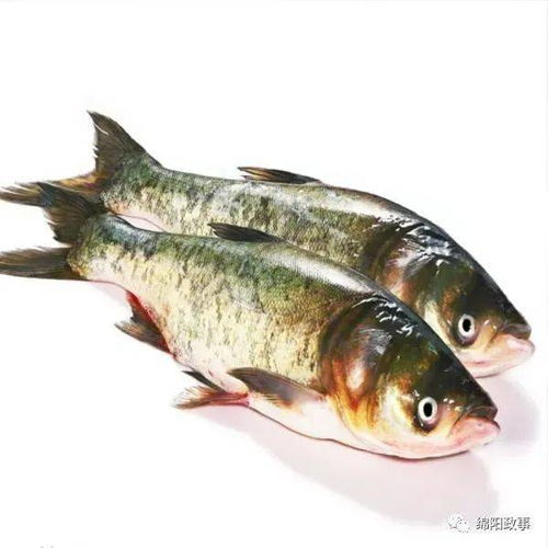 福州十邑特产是什么鱼的