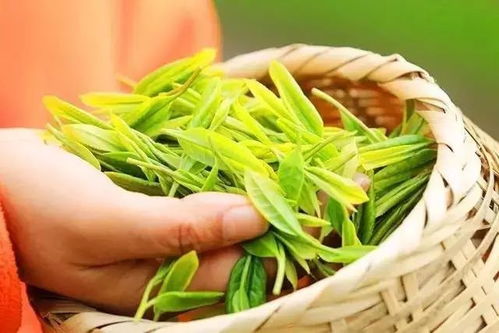 福州去哪买特产茶叶好呢