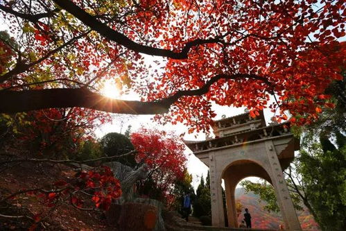 红叶谷旅游攻略厦门民宿