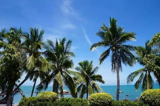 厦门旅游攻略椰子树海拔