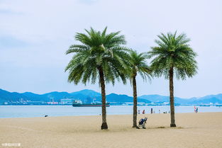 一个人去厦门旅游攻略图