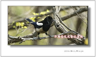猫与喜鹊游戏攻略