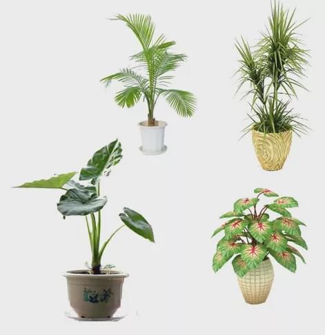 在家种绿叶植物攻略游戏