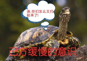 职场游戏乌龟和乌鸦攻略