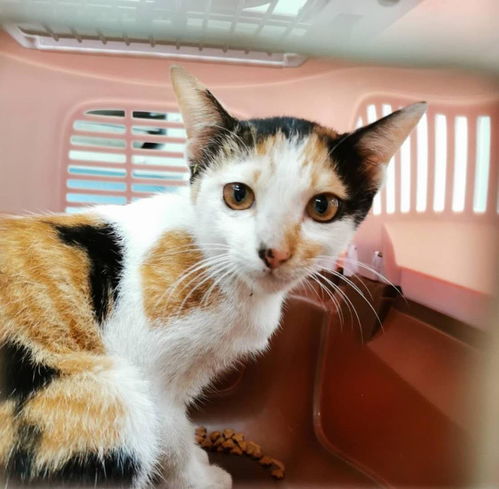 花小猫看广告赚钱吗