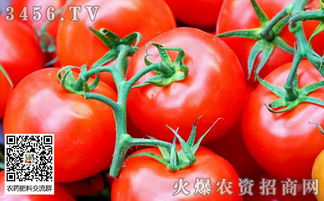 番茄农场看广告能赚钱吗