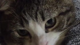 小猫咪打瞌睡有多萌