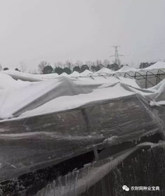 两人除雪时大棚塌了露出俩脑袋