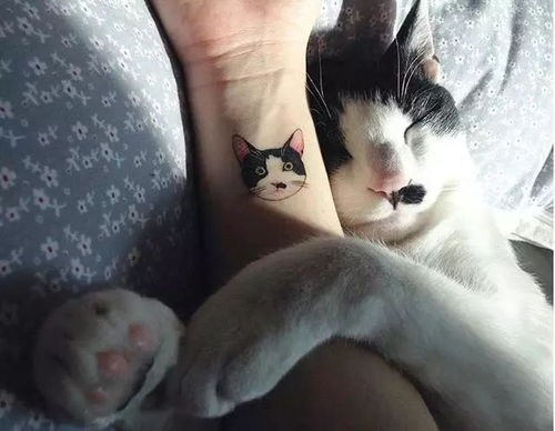 被宠物猫咬伤腿溃烂