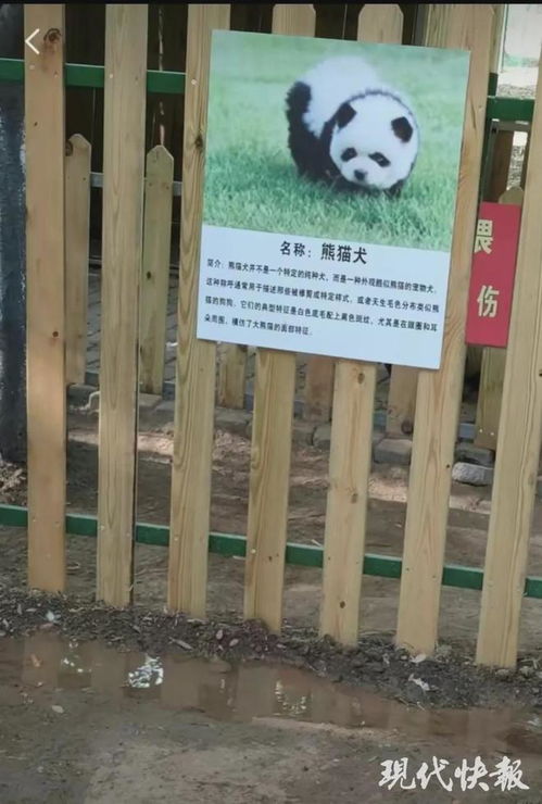 动物园染色狗扮熊猫