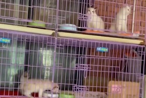 猫舍母猫起名怎么起名的