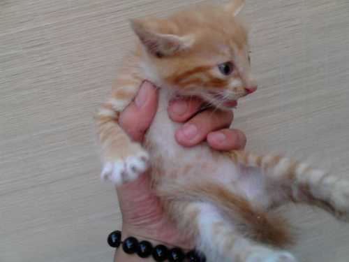 小猫起名字秋天怎么起名