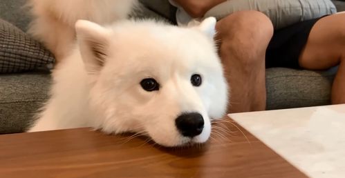 给狗狗起名博主怎么起名