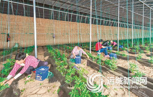 大棚怎么起名