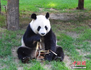熊猫 怎么起名