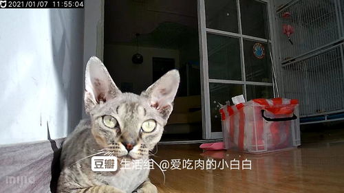 猫舍起名建议怎么起名