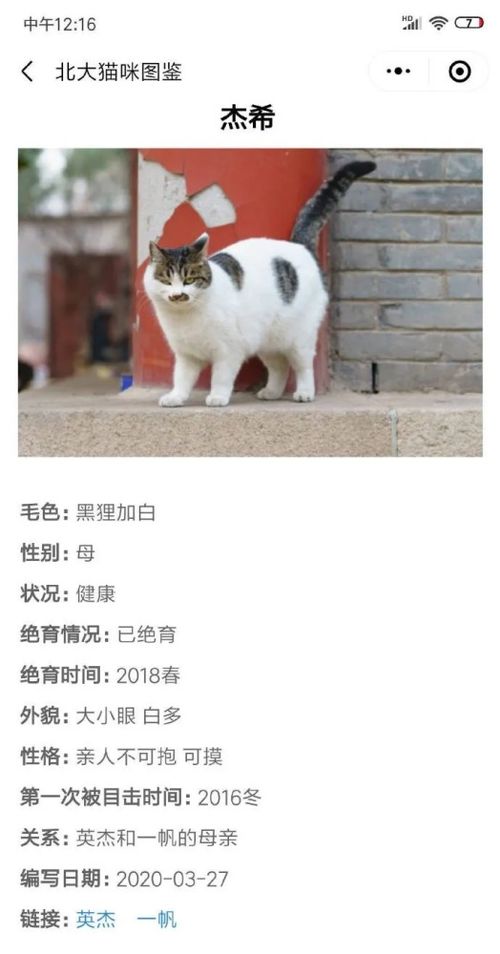 猫咪起名姓张怎么起名好