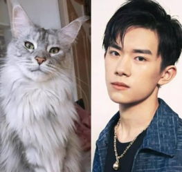 给猫起名直播怎么起名