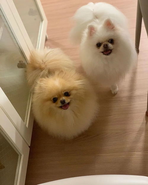 狗狗起名博主怎么起名