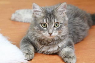 猫咪起名姓董怎么起名