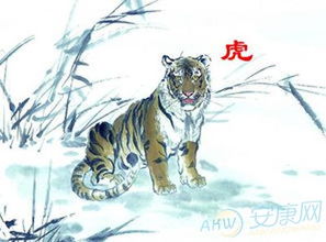 属虎起名日子怎么起名