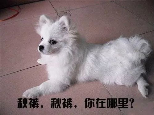 给狗子起名姓蔡怎么起名