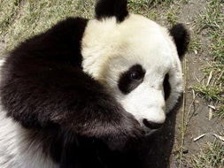 熊猫起名敷衍怎么起名