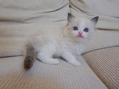 猫咪起名年糕怎么起名