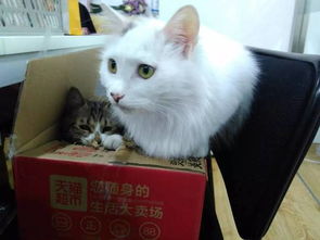 猫咪起名秘籍怎么起名