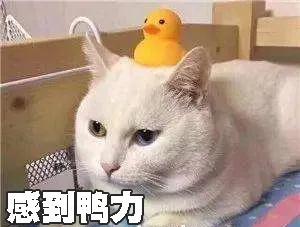 猫咪起名仪式怎么起名