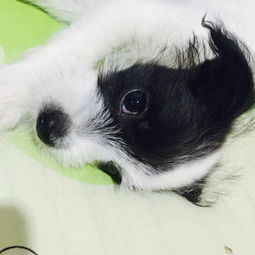 宠物起名消灾怎么起名