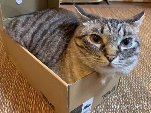 猫咪食品起名怎么起名