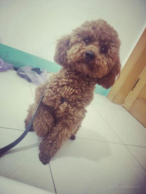 叠词小狗起名怎么起名