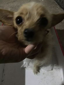 怎么给一个月的狗起名字