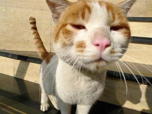 我该怎么给小猫咪起名字